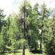 Illustration for article titled Illuminated Lamps Cascade Up a Huge Swiss Pine Tree